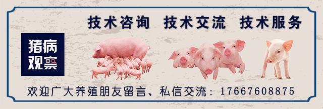 仔猪八字脚 仔猪八字脚