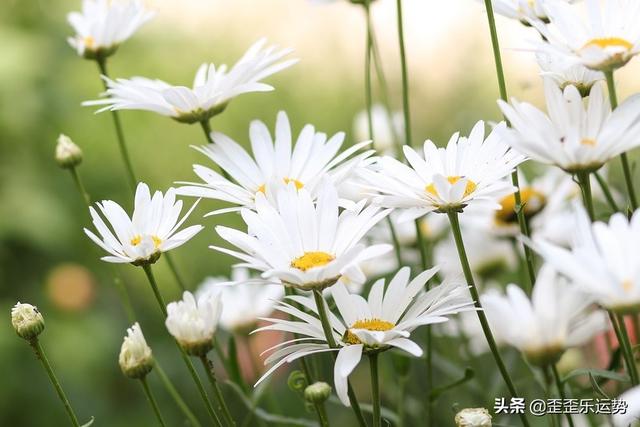 属猴白羊座2022年运势男 属猴白羊座2022年运势男