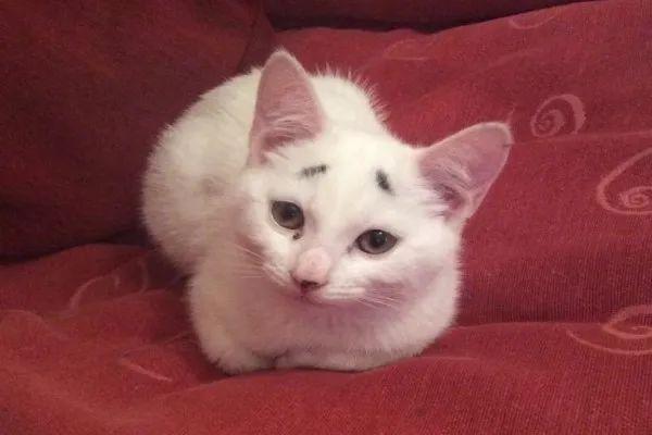 猫咪天生八字眉 猫咪天生八字眉
