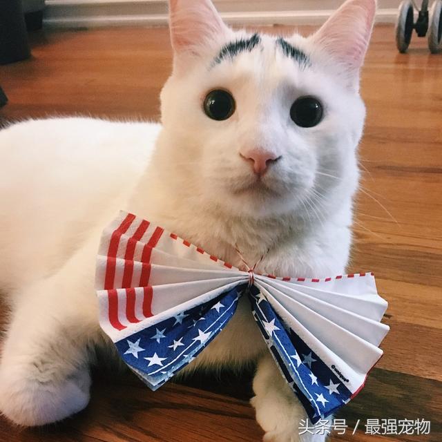 猫咪天生长八字眉