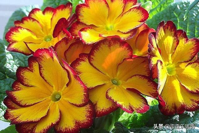 属虎人2022年阳历3月份运势 属虎人2022年阳历3月份运势