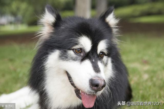 虎年属猪马人2022年运势运程 虎年属猪马人2022年运势运程
