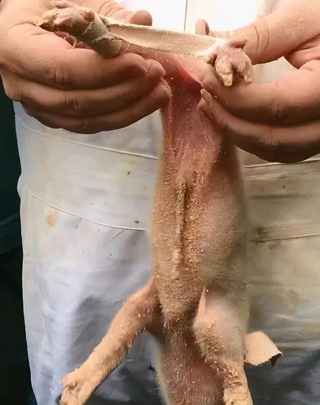 仔猪八字脚 仔猪八字脚