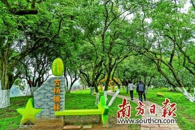 八字枯木新芽得所依什么意思