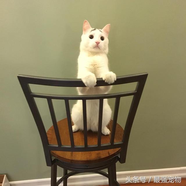 猫咪天生长八字眉