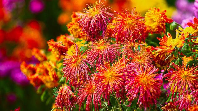 赞美菊花的八字诗词 赞美菊花的八字诗词