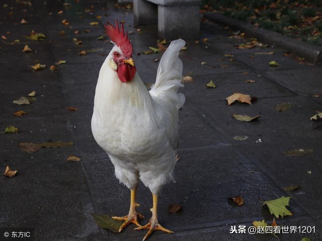 虎年属猪马人2022年运势运程 虎年属猪马人2022年运势运程