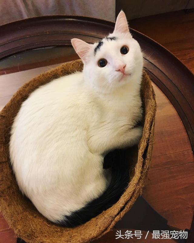 猫咪天生长八字眉