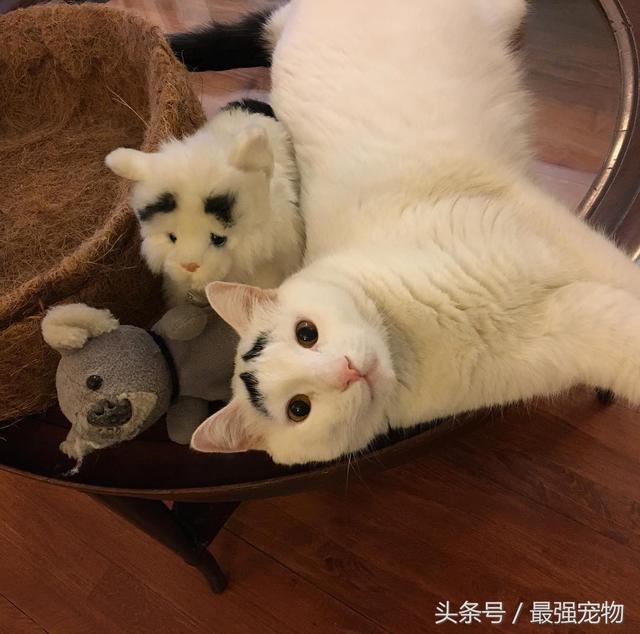猫咪天生长八字眉