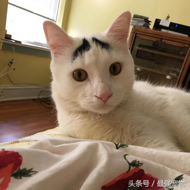 猫咪天生长八字眉