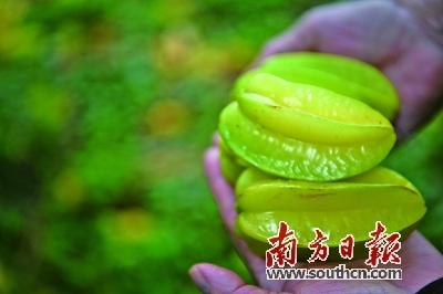 八字枯木新芽得所依什么意思
