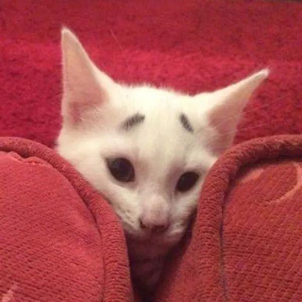 猫咪天生八字眉 猫咪天生八字眉