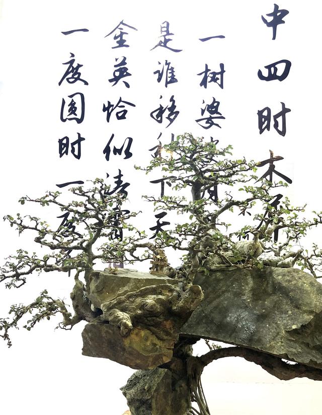 刘远八字视频讲座 刘远八字视频讲座