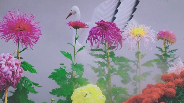 赞美菊花的八字诗词 赞美菊花的八字诗词