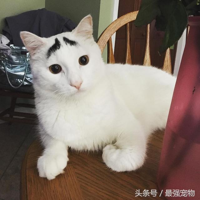 猫咪天生长八字眉