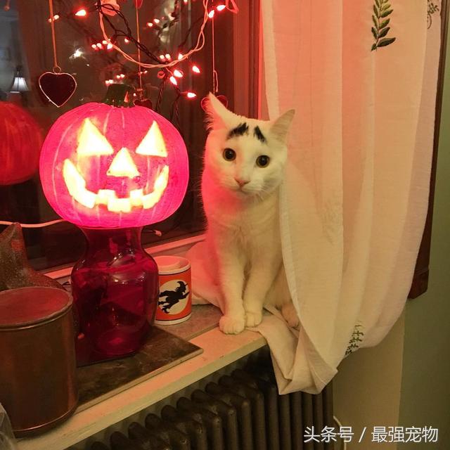 猫咪天生长八字眉