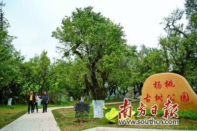 八字枯木新芽得所依什么意思