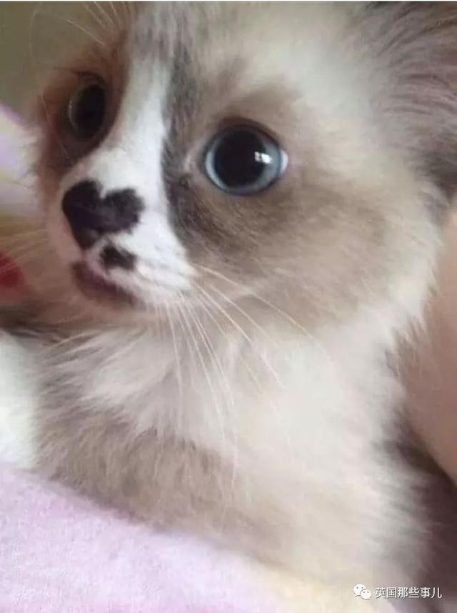 相猫八字眉的猫好吗 相猫八字眉的猫好吗