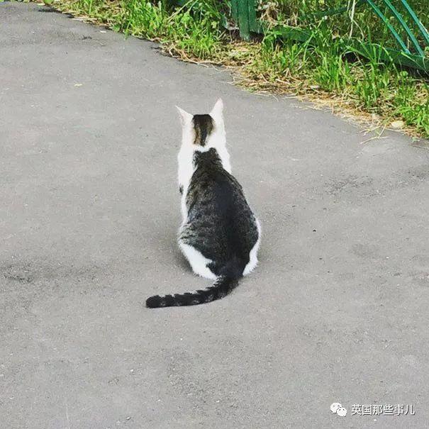 相猫八字眉的猫好吗 相猫八字眉的猫好吗