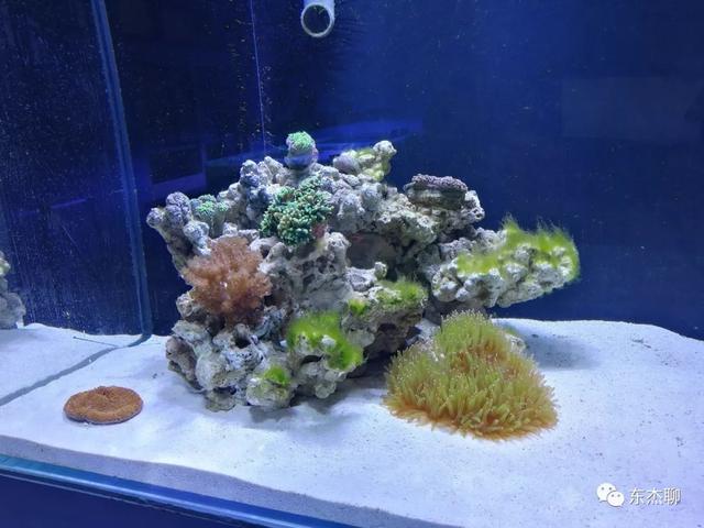 八字脑可以喂虾肉吗 八字脑可以喂虾肉吗