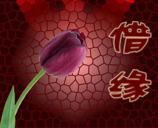 离婚后会幸福的八字