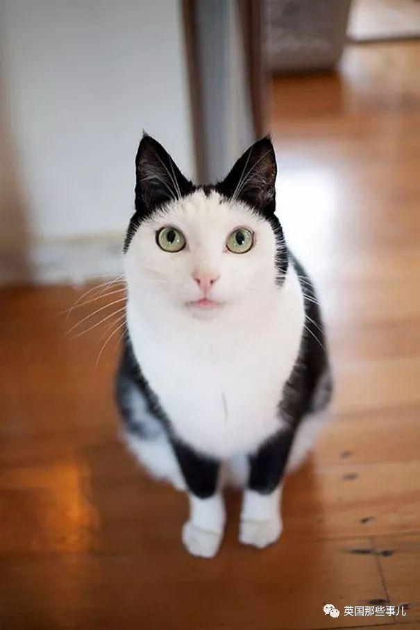 相猫八字眉的猫好吗 相猫八字眉的猫好吗