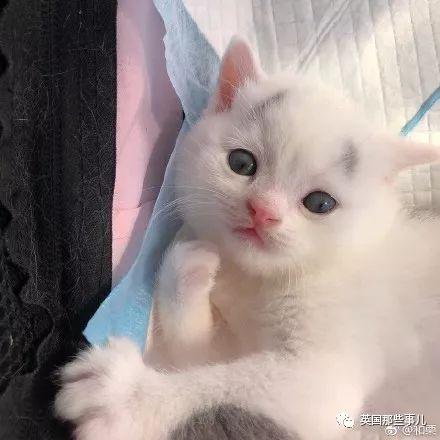 相猫八字眉的猫好吗 相猫八字眉的猫好吗