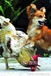 属鸡的和属狗的八字合不合适
