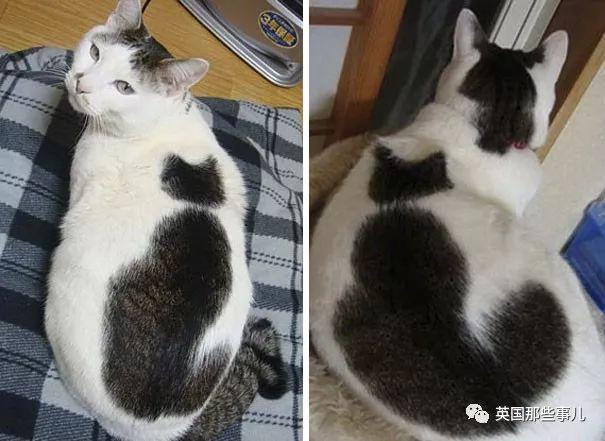 相猫八字眉的猫好吗 相猫八字眉的猫好吗