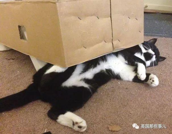 相猫八字眉的猫好吗 相猫八字眉的猫好吗