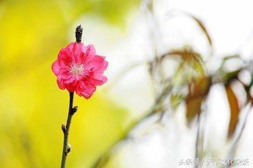 八字纯阳能结婚吗 八字纯阳能结婚吗