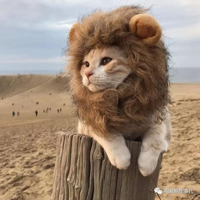 相猫八字眉的猫好吗 相猫八字眉的猫好吗