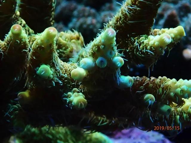 八字脑可以喂虾肉吗 八字脑可以喂虾肉吗