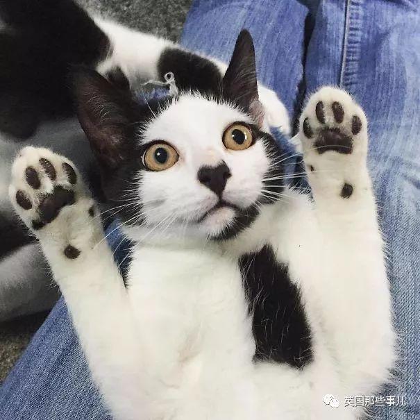相猫八字眉的猫好吗 相猫八字眉的猫好吗