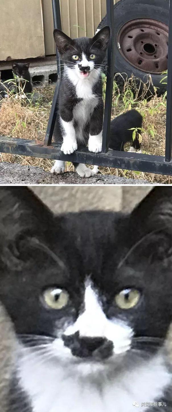 相猫八字眉的猫好吗 相猫八字眉的猫好吗