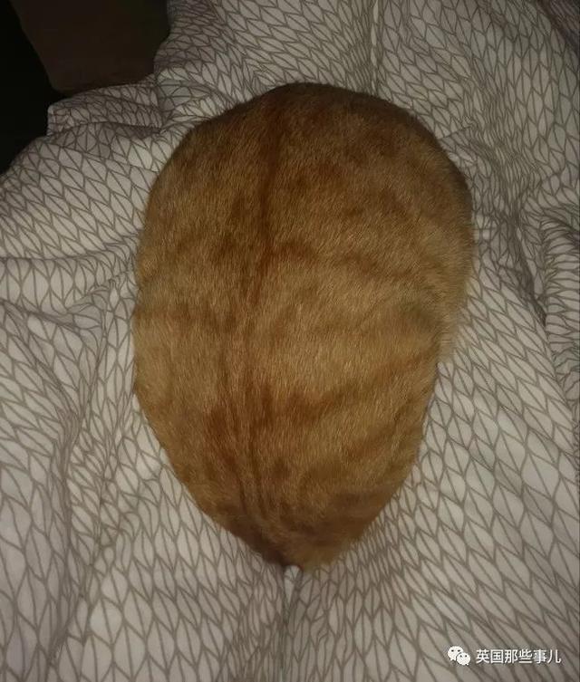 相猫八字眉的猫好吗 相猫八字眉的猫好吗