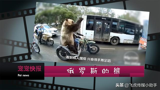 比熊八字头 比熊八字头