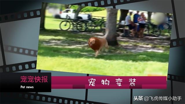比熊八字头 比熊八字头