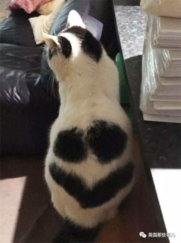 相猫八字眉的猫好吗 相猫八字眉的猫好吗