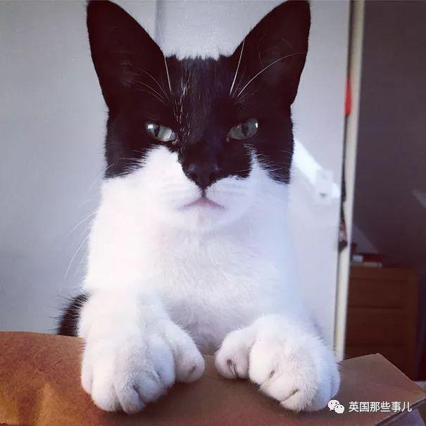 相猫八字眉的猫好吗 相猫八字眉的猫好吗