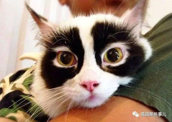 相猫八字眉的猫好吗 相猫八字眉的猫好吗