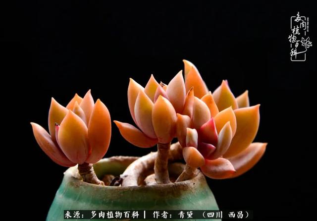 八字在线测试相克