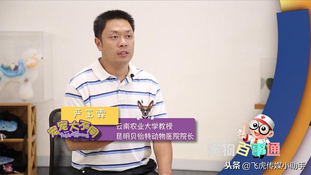 比熊八字头 比熊八字头
