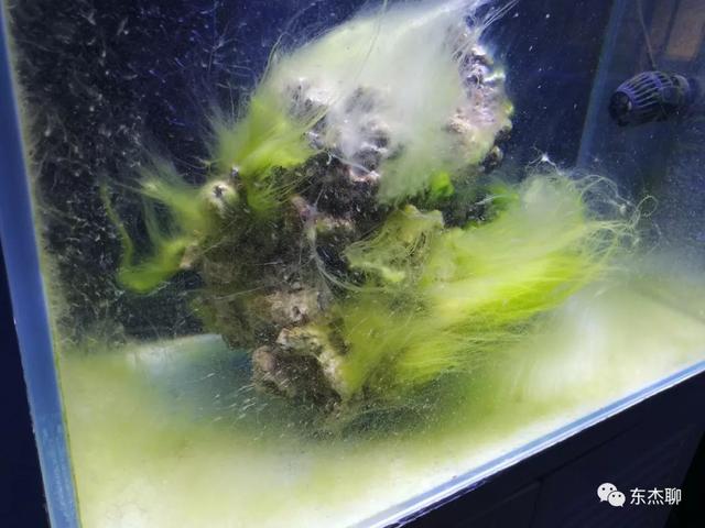 八字脑可以喂虾肉吗 八字脑可以喂虾肉吗