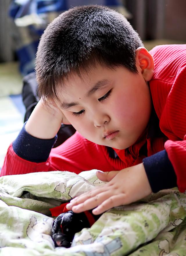 一年德牧前腿外八字能改正吗