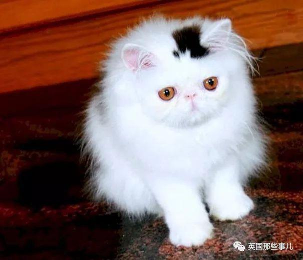 相猫八字眉的猫好吗 相猫八字眉的猫好吗