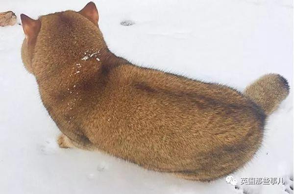 相猫八字眉的猫好吗 相猫八字眉的猫好吗