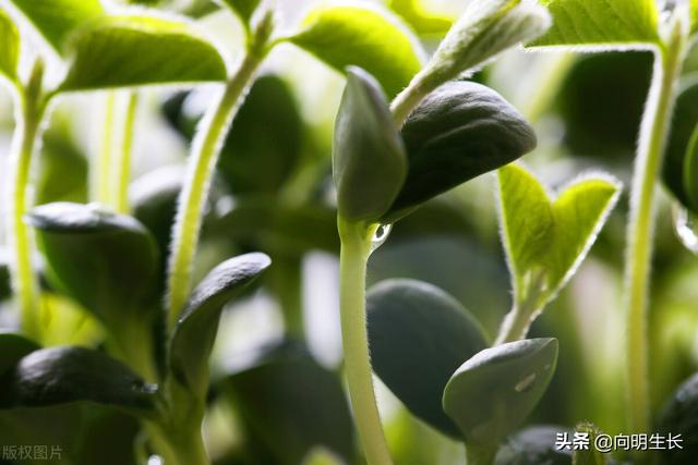 生辰八字算父母寿命免费 生辰八字算父母寿命免费