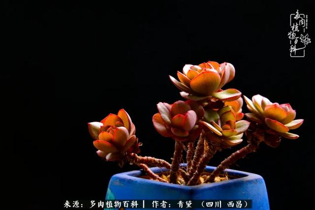 八字在线测试相克