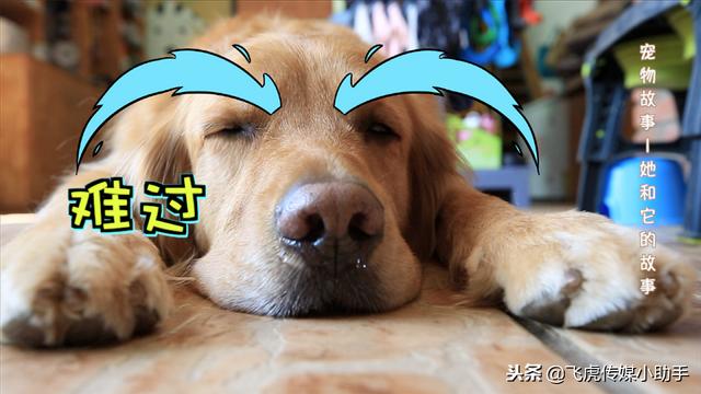 比熊八字头 比熊八字头